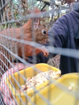 In der Eichhörnchen-Schutzstation