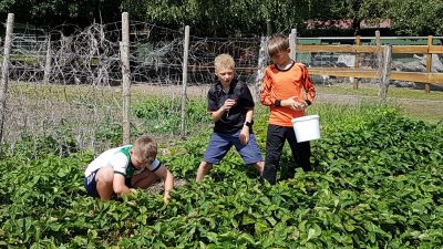 Erdbeeren Pflücken 